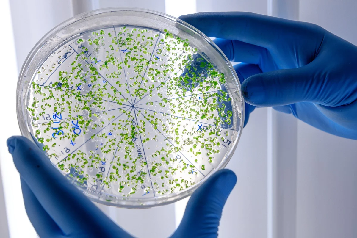 Bactéria comum do solo pode produzir 4 antibióticos contra superbactérias